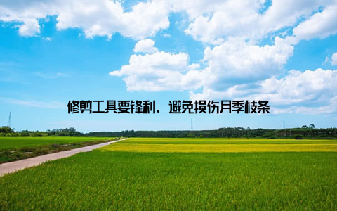 修剪工具要锋利, 避免损伤月季枝条