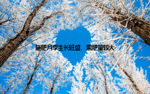 施肥月季生长旺盛, 需肥量较大