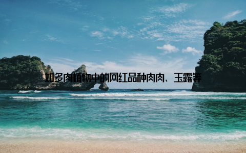 如多肉植物中的网红品种肉肉、玉露等