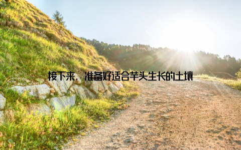 接下来, 准备好适合芋头生长的土壤