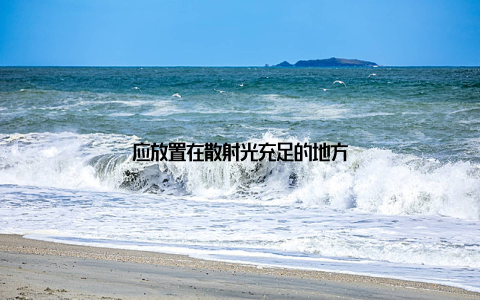 应放置在散射光充足的地方