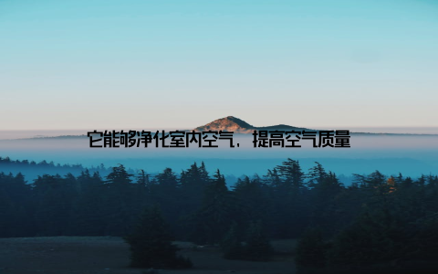 它能够净化室内空气, 提高空气质量
