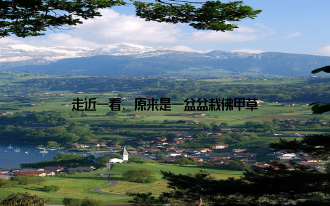 走近一看, 原来是一盆盆栽佛甲草