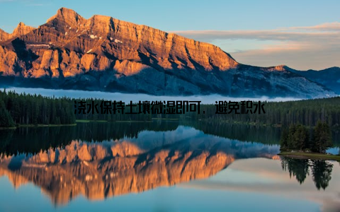 浇水保持土壤微湿即可, 避免积水