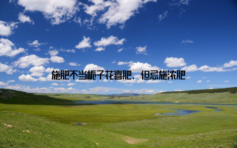 施肥不当栀子花喜肥, 但忌施浓肥