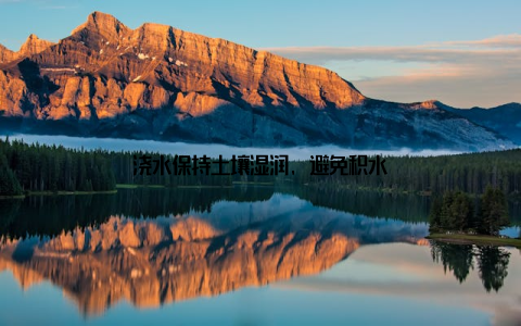 浇水保持土壤湿润, 避免积水