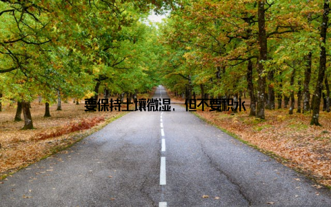 要保持土壤微湿, 但不要积水