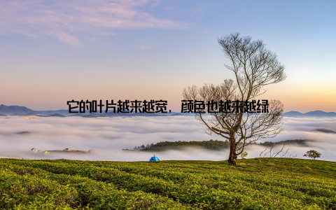 它的叶片越来越宽, 颜色也越来越绿