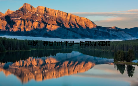 当然, 养盆栽也不是一件容易的事情