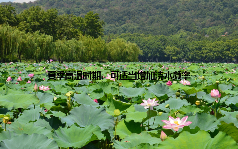 夏季高温时期, 可适当增加浇水频率