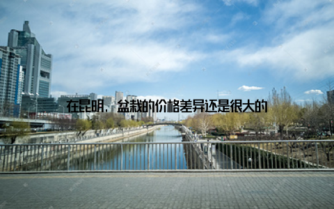 在昆明, 盆栽的价格差异还是很大的