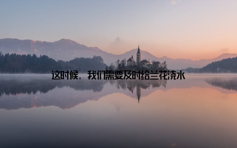 这时候, 我们需要及时给兰花浇水