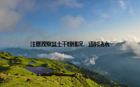 注意观察盆土干燥情况, 适时浇水